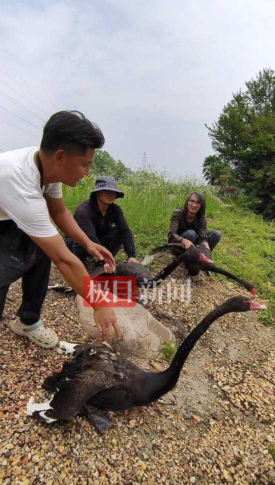 南宫NG28-“渣鹅”移情别恋后饲养员为伤心母天鹅安排了两只新的公天鹅